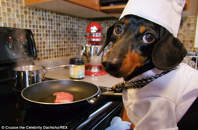 Be a personal chef for your dog!