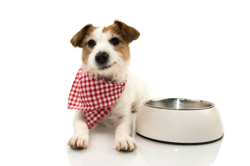 Serve fresh food on a budget and improve your dog's health!