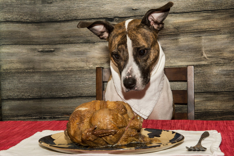 What NOT to feed your dog this Thanksgiving!