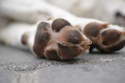 Always Look after your Paws!